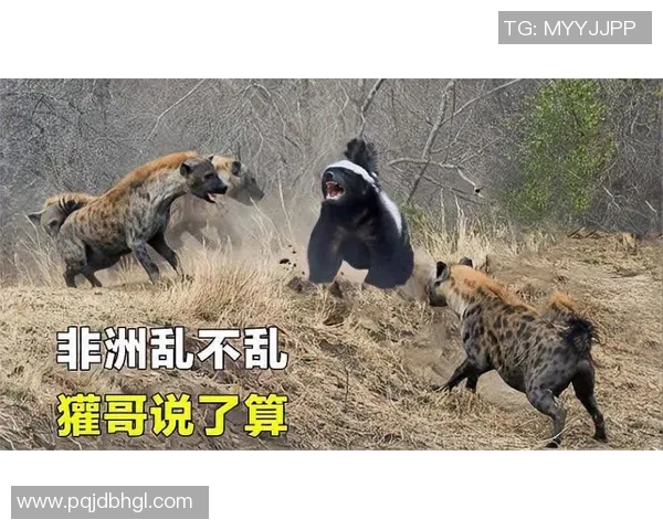 足球鬣狗的生存智慧与生态角色探秘让我们走进这位草原上的猎手世界